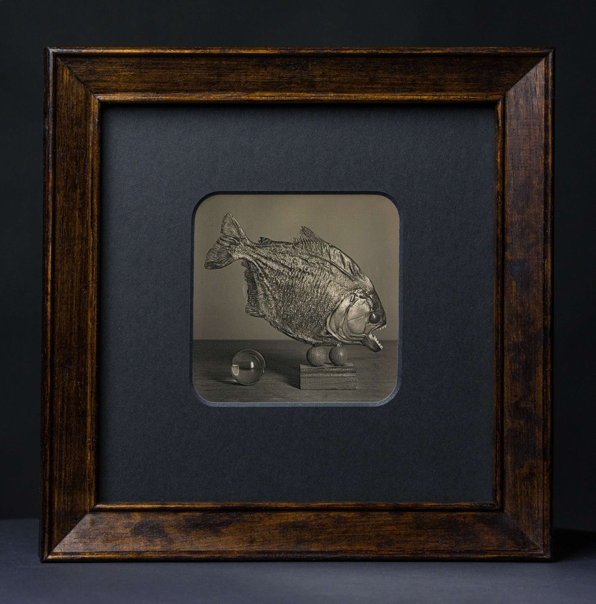 Gerahmte Daguerreotypie: Piranha.