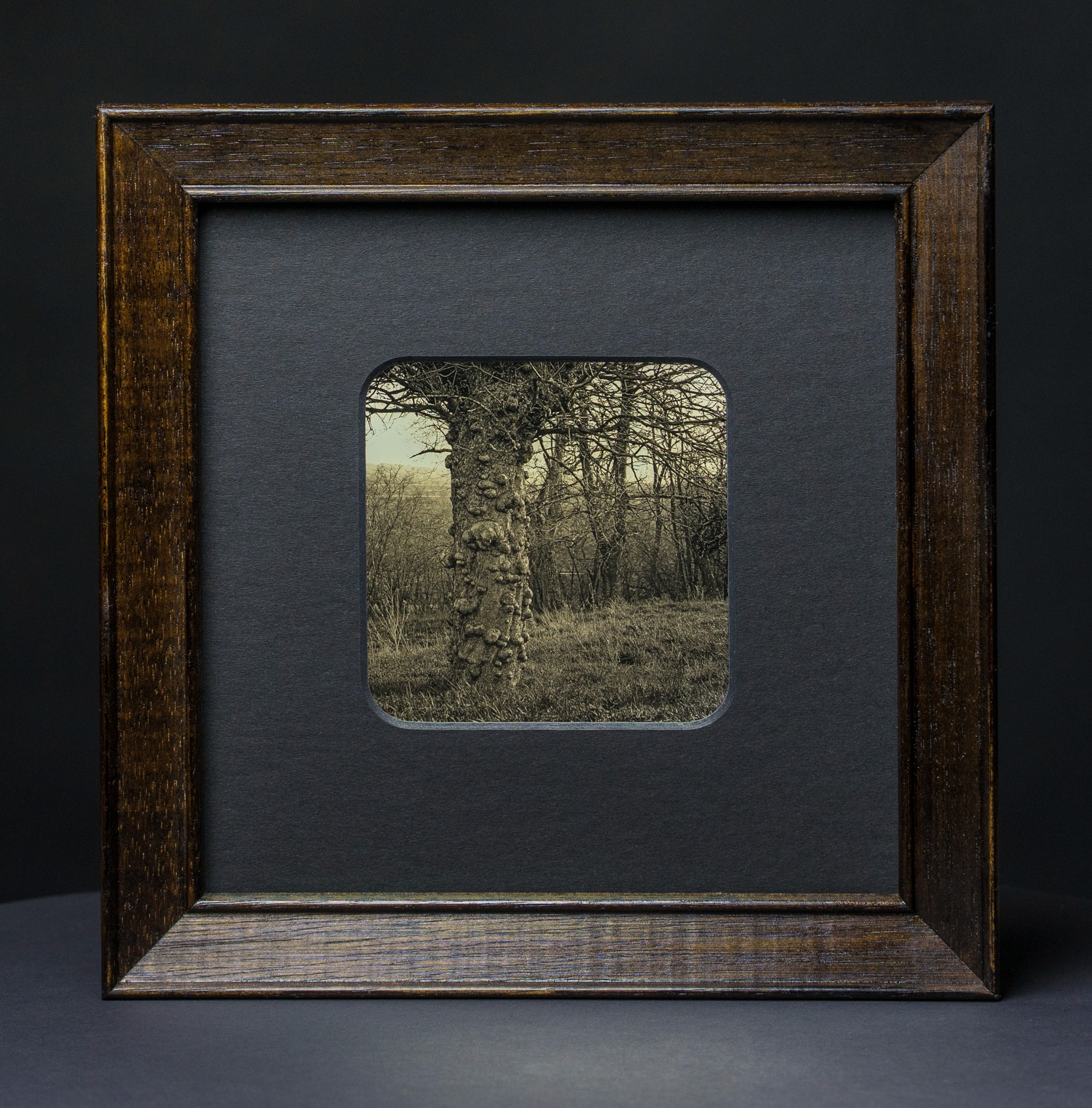 Gerahmte Daguerreotypie: Pickelbaum.