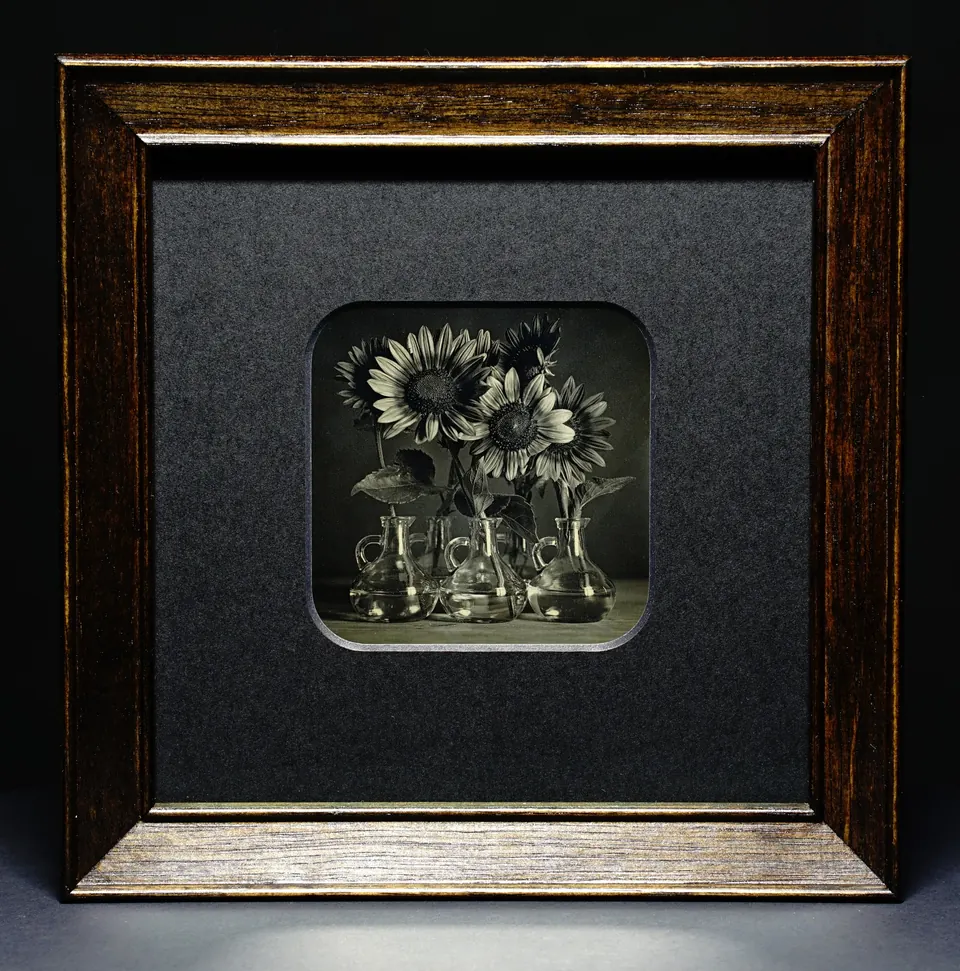 Gerahmte Daguerreotypie: Sonnenblumen.