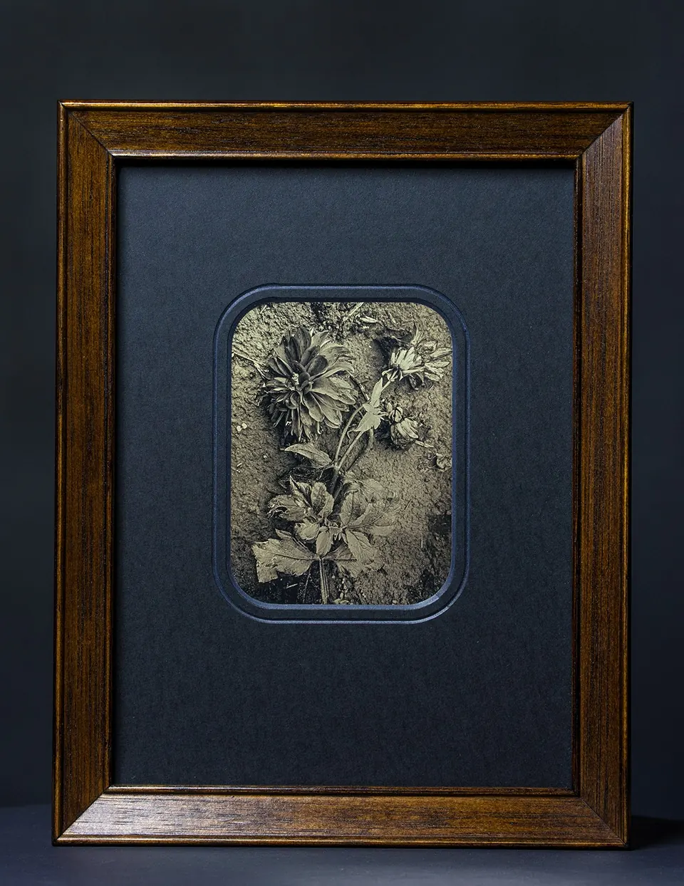 Gerahmte Daguerreotypie: Dahlie am Boden.