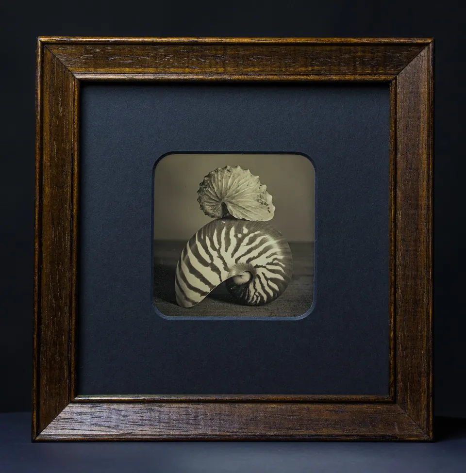 Gerahmte Daguerreotypie: Nautilus und Argonaut.