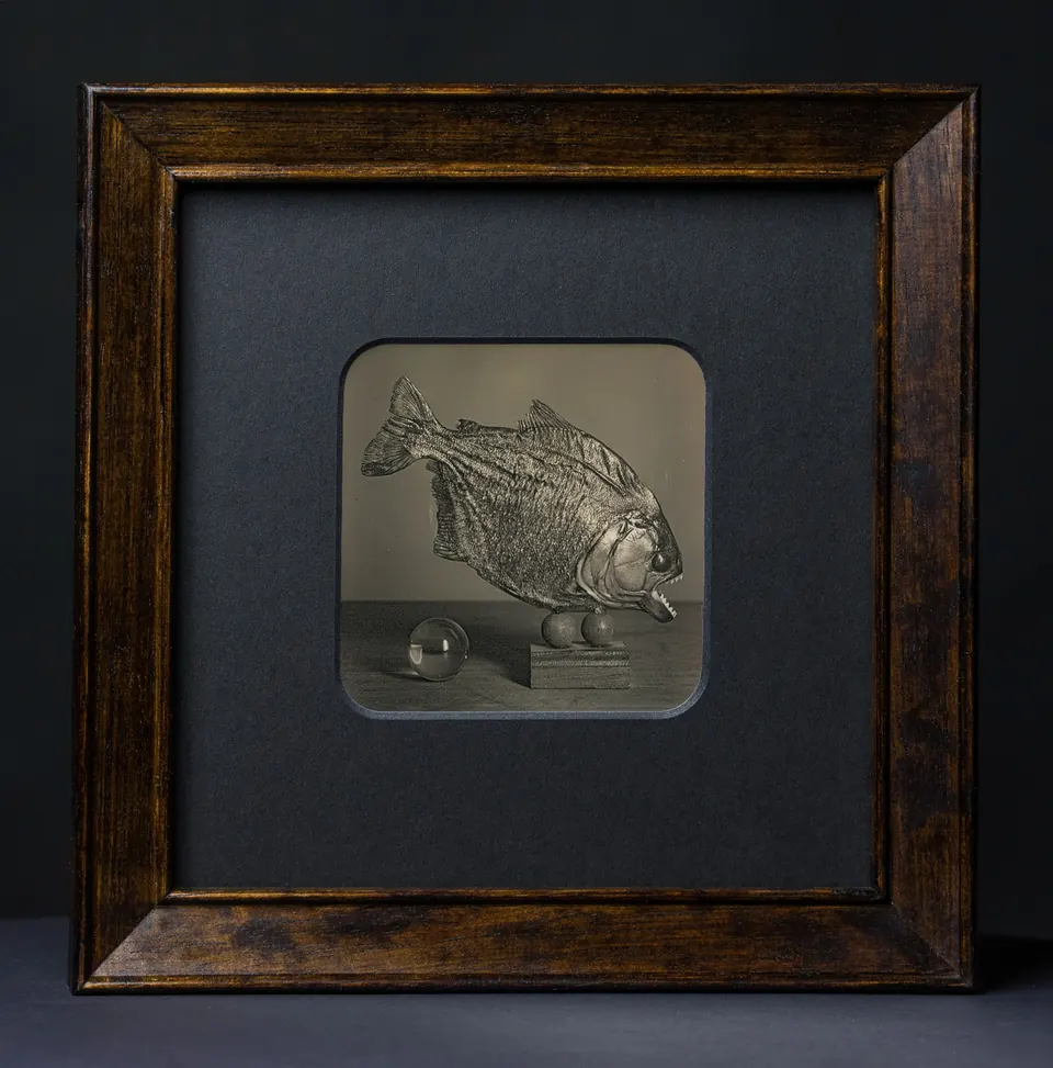 Gerahmte Daguerreotypie: Piranha.