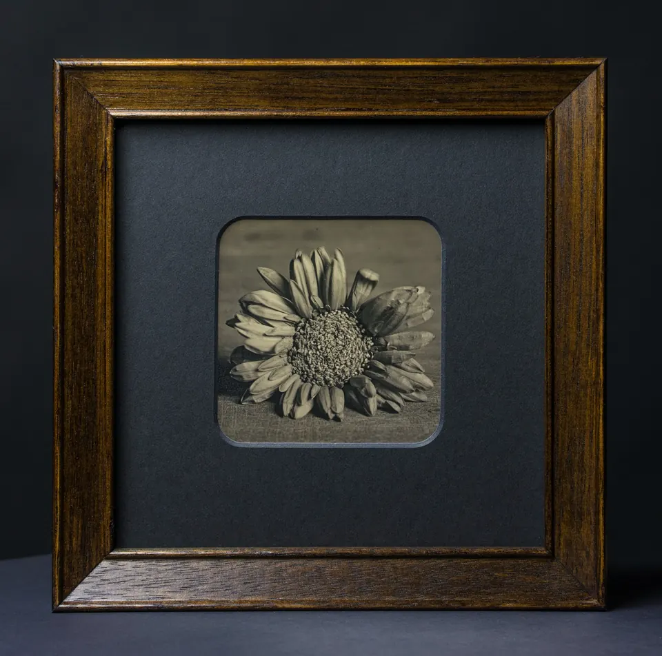 Gerahmte Daguerreotypie: Gerbera.