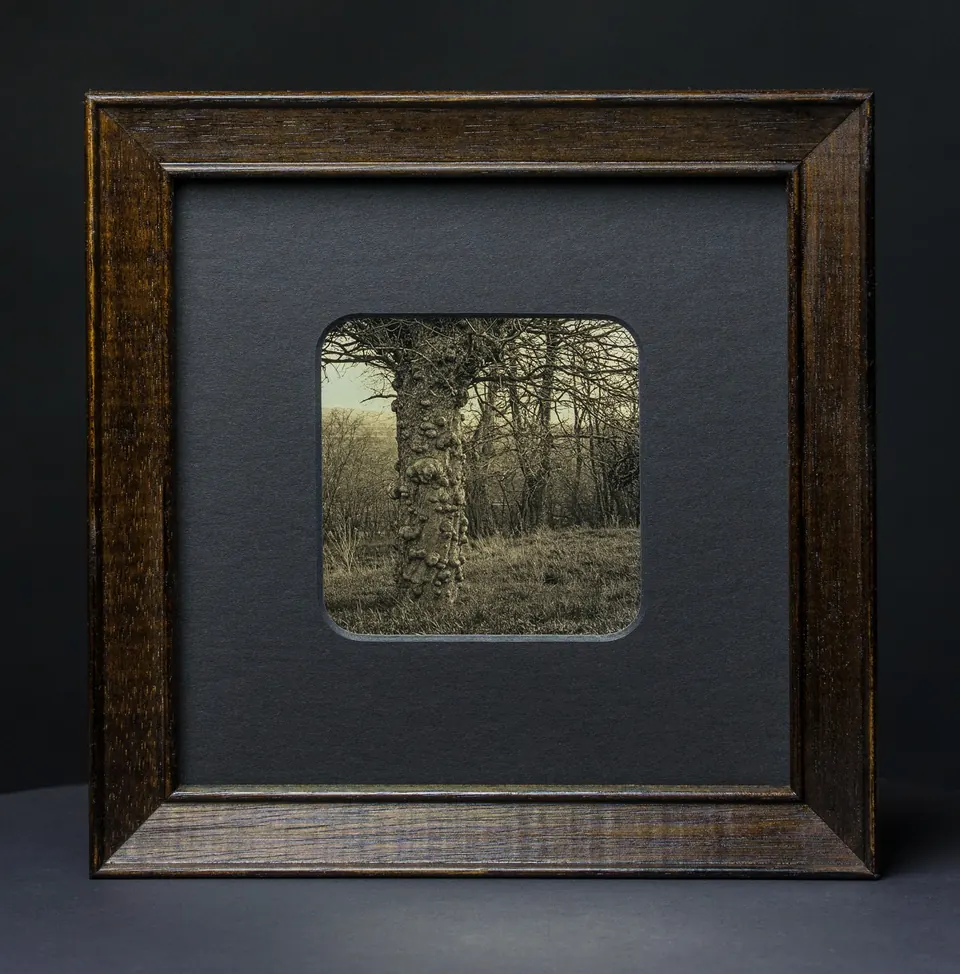 Gerahmte Daguerreotypie: Pickelbaum.