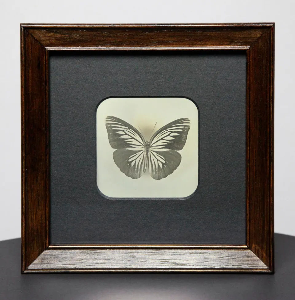 Gerahmte Daguerreotypie: Schmetterling.